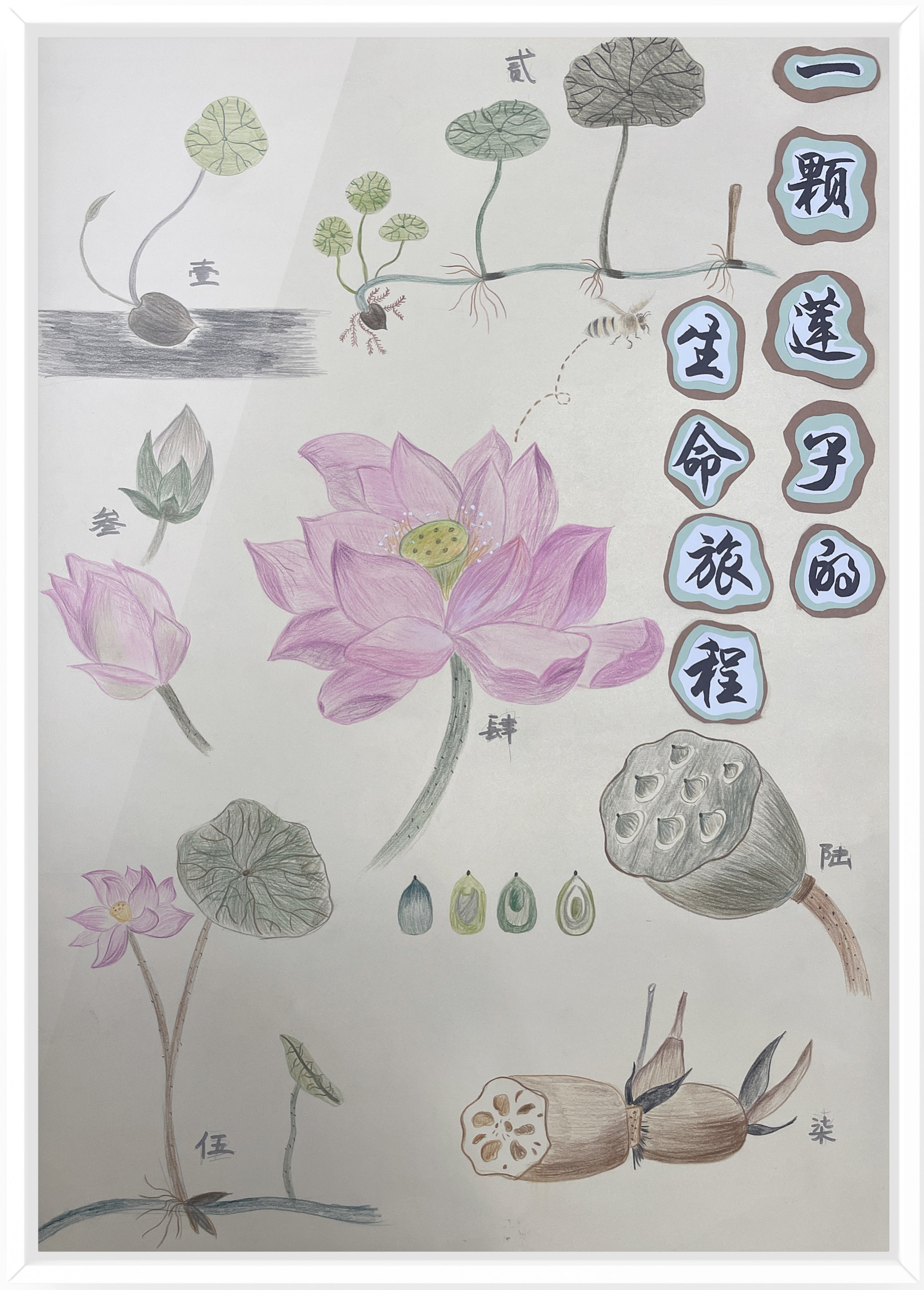 《一颗莲子的生命旅程》（作者：朱水铮、吴梦霁、张婷）.png
